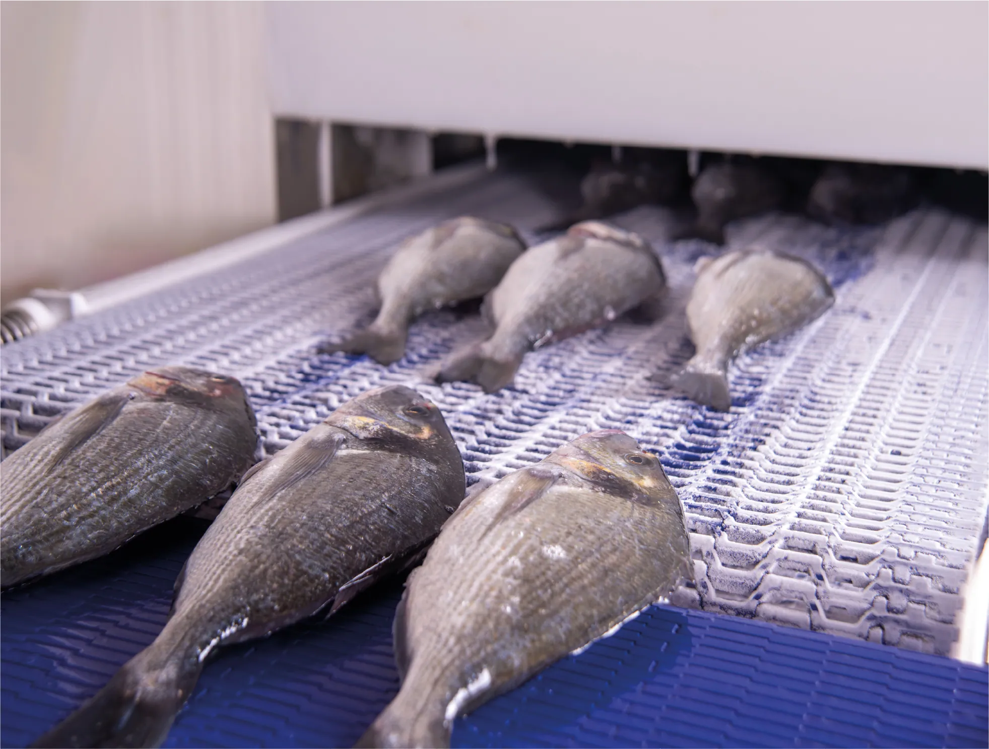 Fish & Seafood
