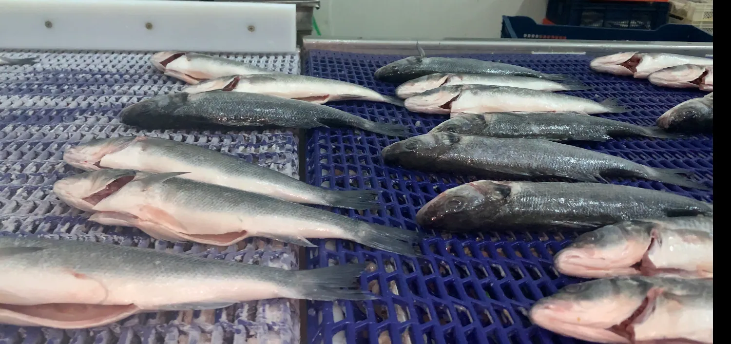Fish & Seafood